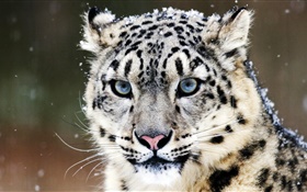 Leopardo da neve, rosto, olhos azuis HD Papéis de Parede