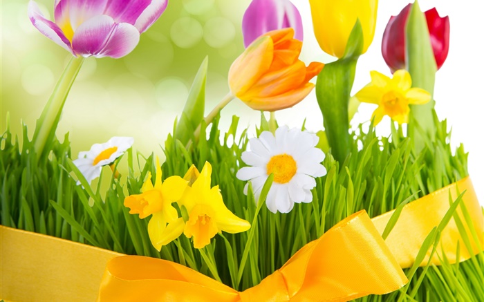 Primavera, flores, tulipas coloridas Papéis de Parede, imagem