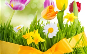 Primavera, flores, tulipas coloridas
