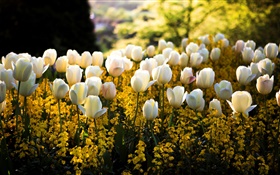 Primavera, parque, tulipas flores brancas, amarelo, borrão, raios do sol