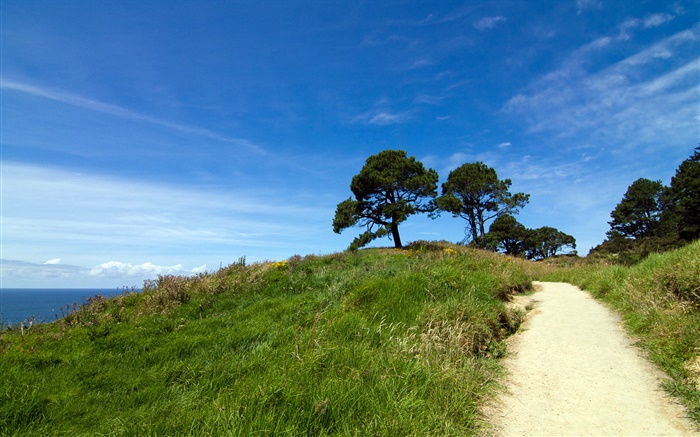 Colina verdejante, árvores, grama, península de Coromandel, Nova Zelândia Papéis de Parede, imagem