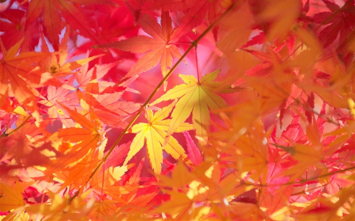 Outono, ramos, folhas vermelhas, maple Papéis de Parede, imagem