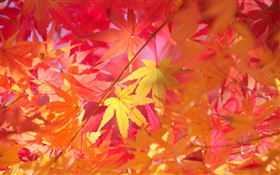 Outono, ramos, folhas vermelhas, maple