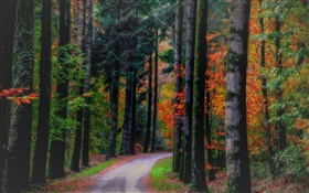 Outono, floresta, árvores, folhas, estrada
