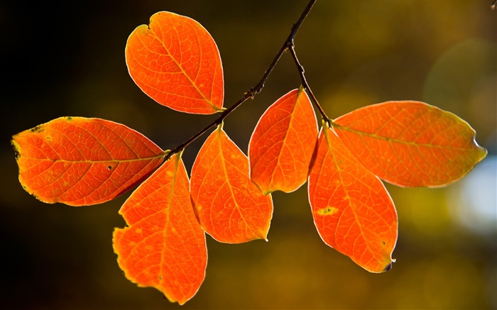 Folhas vermelhas do outono Papéis de Parede, imagem