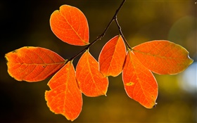 Folhas vermelhas do outono HD Papéis de Parede