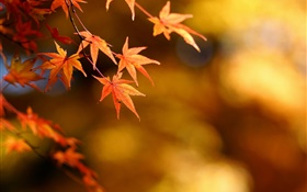 Outono, folhas amarelas, bordo, foco, bokeh