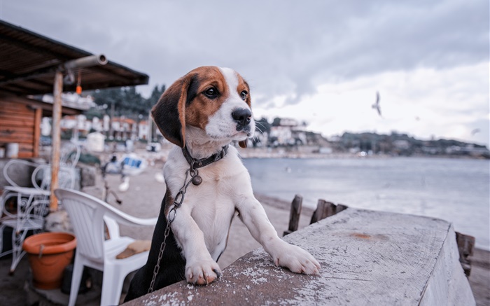 Beagle, cão, passeio, praia Papéis de Parede, imagem