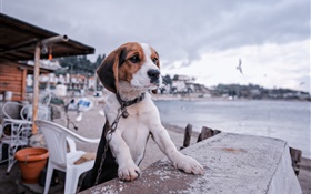 Beagle, cão, passeio, praia
