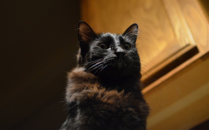 Gato preto, olhos, bokeh Papéis de Parede, imagem