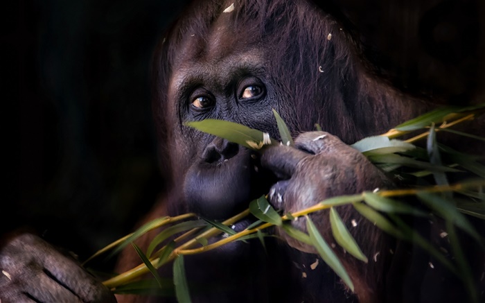Preto orangotango, macaco Papéis de Parede, imagem