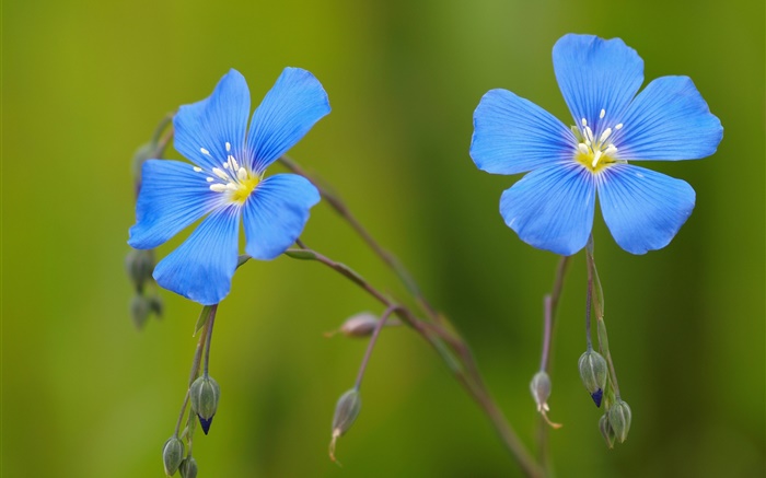 Gerânio flores azuis, bokeh Papéis de Parede, imagem