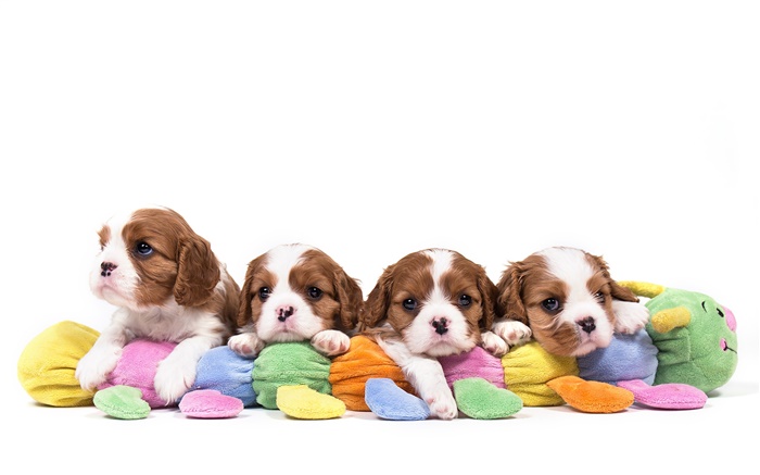 Cavalier King Charles Spaniel, quatro cães, filhotes de cachorro Papéis de Parede, imagem