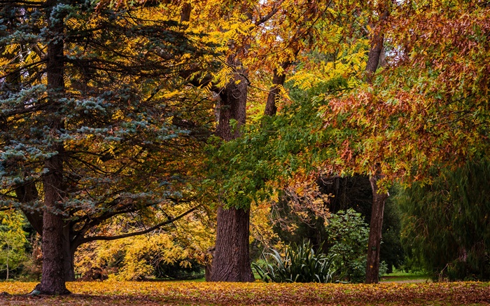 Christchurch, Nova Zelândia, parque, árvores, folhas, outono Papéis de Parede, imagem
