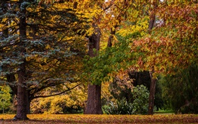 Christchurch, Nova Zelândia, parque, árvores, folhas, outono