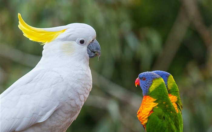 Cacatuas, papagaios, lorikeet multicolor Papéis de Parede, imagem