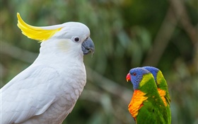 Cacatuas, papagaios, lorikeet multicolor HD Papéis de Parede