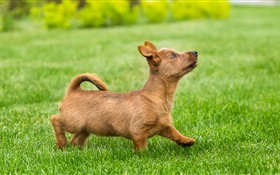Filhote de cachorro bonito, terrier, gramado, grama HD Papéis de Parede