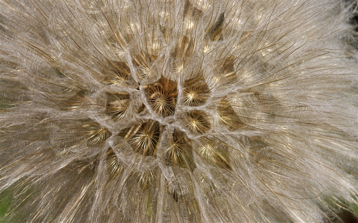 Dente de leão, flores macro close-up Papéis de Parede, imagem