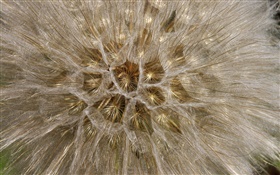Dente de leão, flores macro close-up HD Papéis de Parede