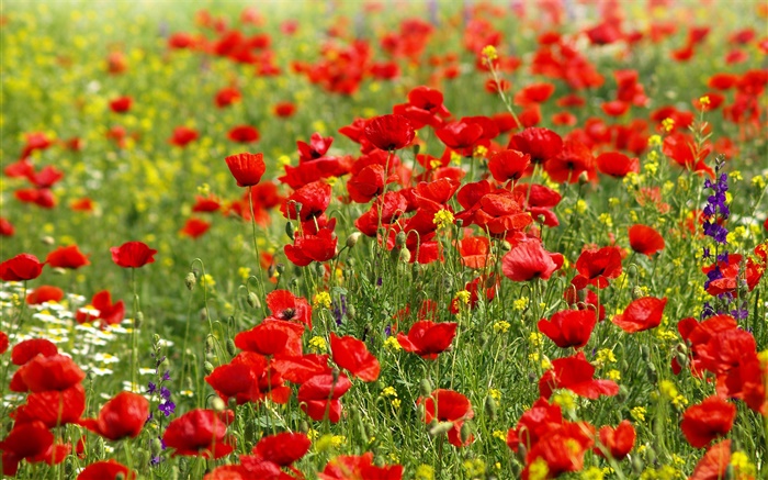 Campo de flores, papoilas vermelhas, margaridas Papéis de Parede, imagem
