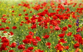 Campo de flores, papoilas vermelhas, margaridas HD Papéis de Parede