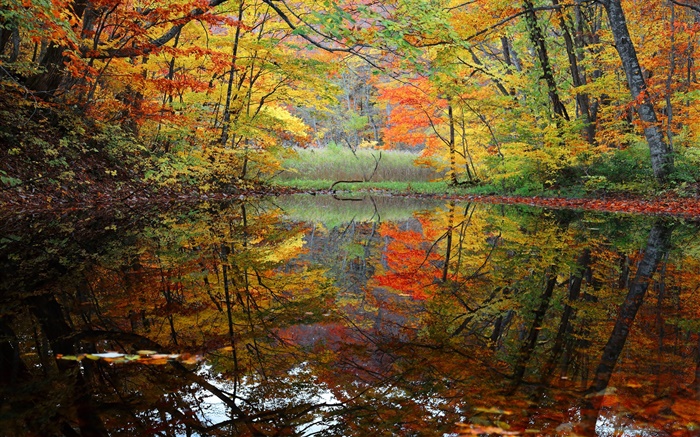 Floresta, lago, árvores, outono Papéis de Parede, imagem