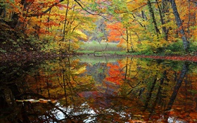 Floresta, lago, árvores, outono HD Papéis de Parede