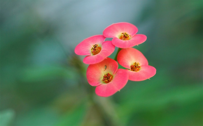 Quatro flores cor de rosa, fundo desfocado Papéis de Parede, imagem