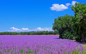 França, flores de lavanda, campo, árvores, céu azul