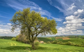 Itália, cenário da natureza, colinas, campos, casa, árvore, primavera