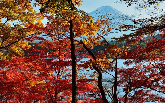 Japão cenário da natureza, outono, árvores, folhas vermelhas, monte Fuji Papéis de Parede, imagem