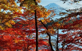 Japão cenário da natureza, outono, árvores, folhas vermelhas, monte Fuji HD Papéis de Parede