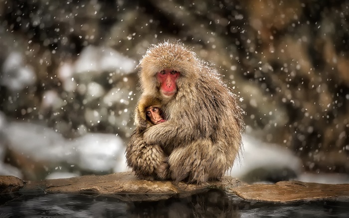 Macacos japoneses, macaco, inverno, neve, mãe e bebê Papéis de Parede, imagem