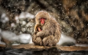 Macacos japoneses, macaco, inverno, neve, mãe e bebê HD Papéis de Parede