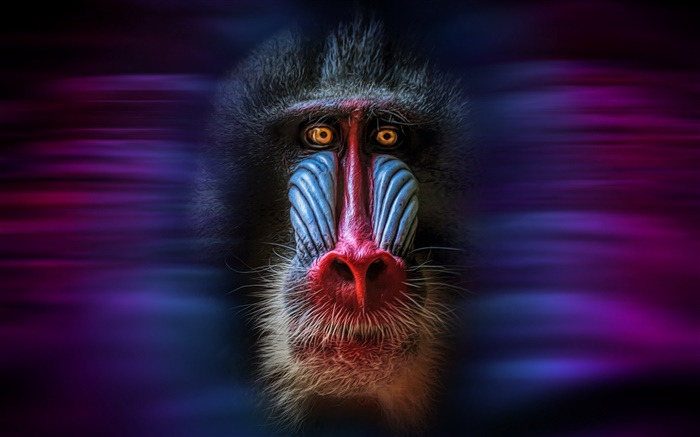Macaco, mandrillus, rosto, fundo preto Papéis de Parede, imagem