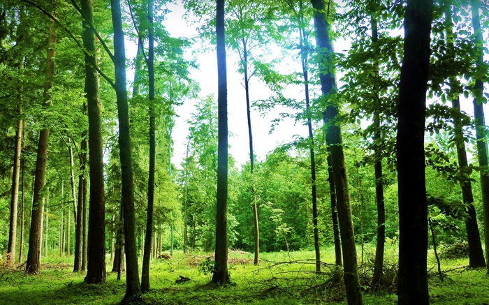 Cenário da natureza, verão, floresta, árvores, verde, brilho Papéis de Parede, imagem