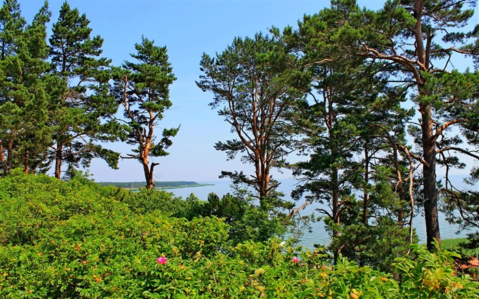 Nida, Lituânia, litoral, pinheiros, mar, céu azul Papéis de Parede, imagem