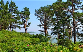 Nida, Lituânia, litoral, pinheiros, mar, céu azul HD Papéis de Parede