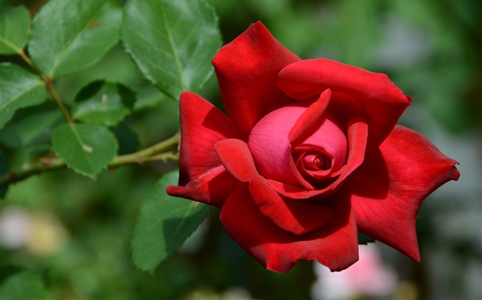 Um vermelho levantou-flor, bokeh Papéis de Parede, imagem