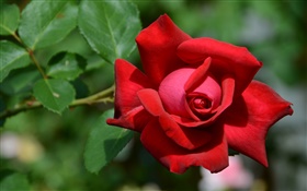 Um vermelho levantou-flor, bokeh HD Papéis de Parede