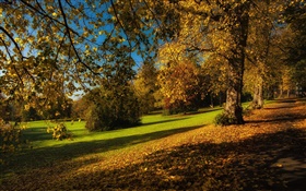Park, outono, árvores, folhas amarelas, chão