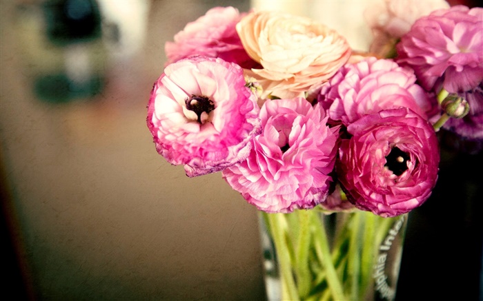 Flores cor de rosa, ranúnculo, vaso Papéis de Parede, imagem