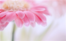 Gerbera cor de rosa, pétalas de flores HD Papéis de Parede