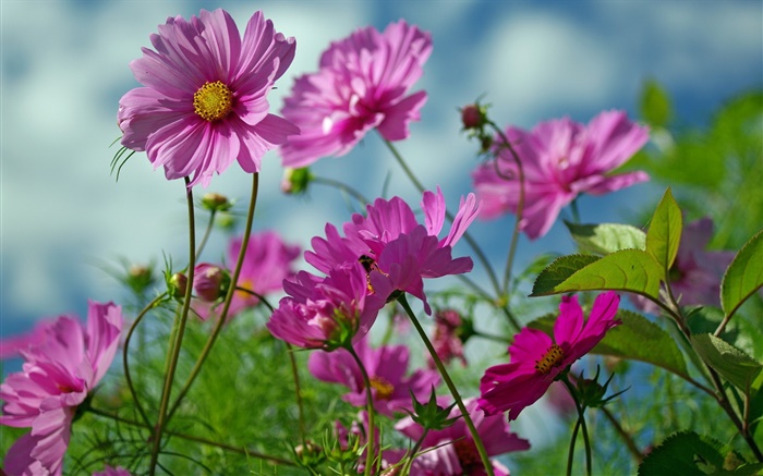 Kosmeya flores cor de rosa, verão Papéis de Parede, imagem