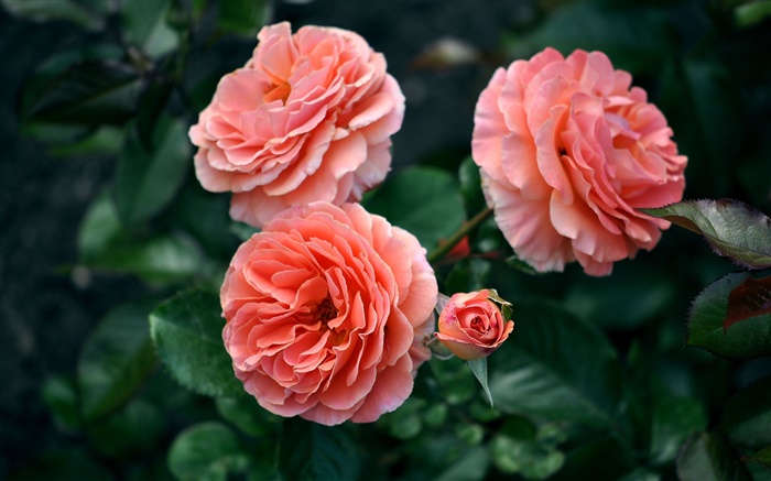 Rosa levantou-se flores, brotos, bokeh Papéis de Parede, imagem