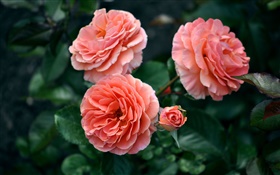 Rosa levantou-se flores, brotos, bokeh HD Papéis de Parede
