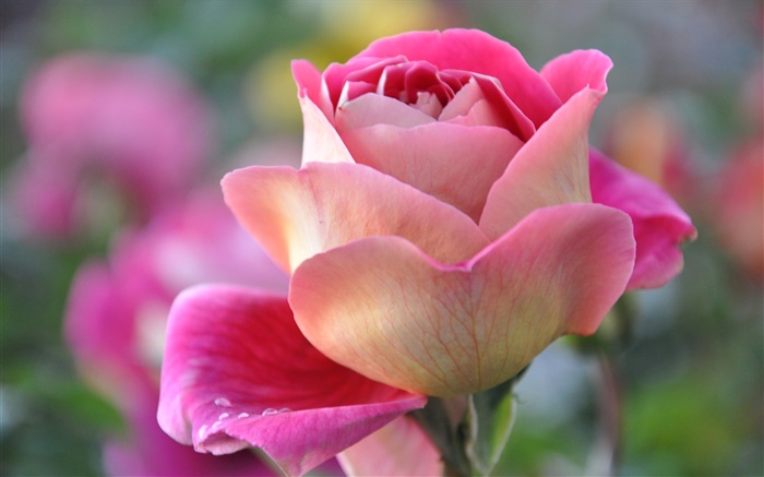 Rosa do rosa, pétalas, broto Papéis de Parede, imagem