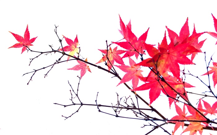 Folhas de bordo vermelhas, galhos, outono, fundo branco Papéis de Parede, imagem