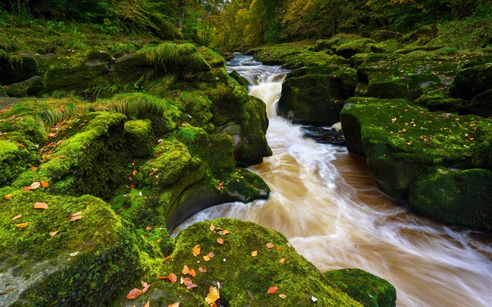 Rio Wharfe, North Yorkshire, Inglaterra, pedras, musgo, outono Papéis de Parede, imagem